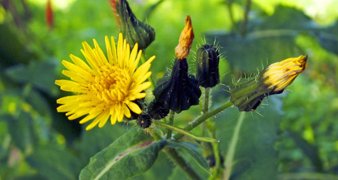 Serralha Para Que Serve Beneficios Como Plantar E Como Usar