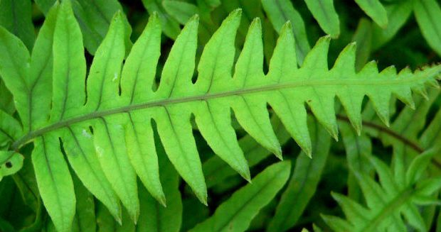 Polypodium Leucotomos - Para Que Serve, Melasma e Efeitos Colaterais