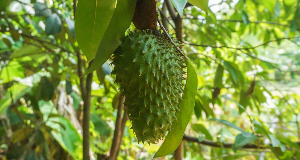 Como Plantar Graviola Em Casa Passo A Passo E Cuidados Mundoboaforma