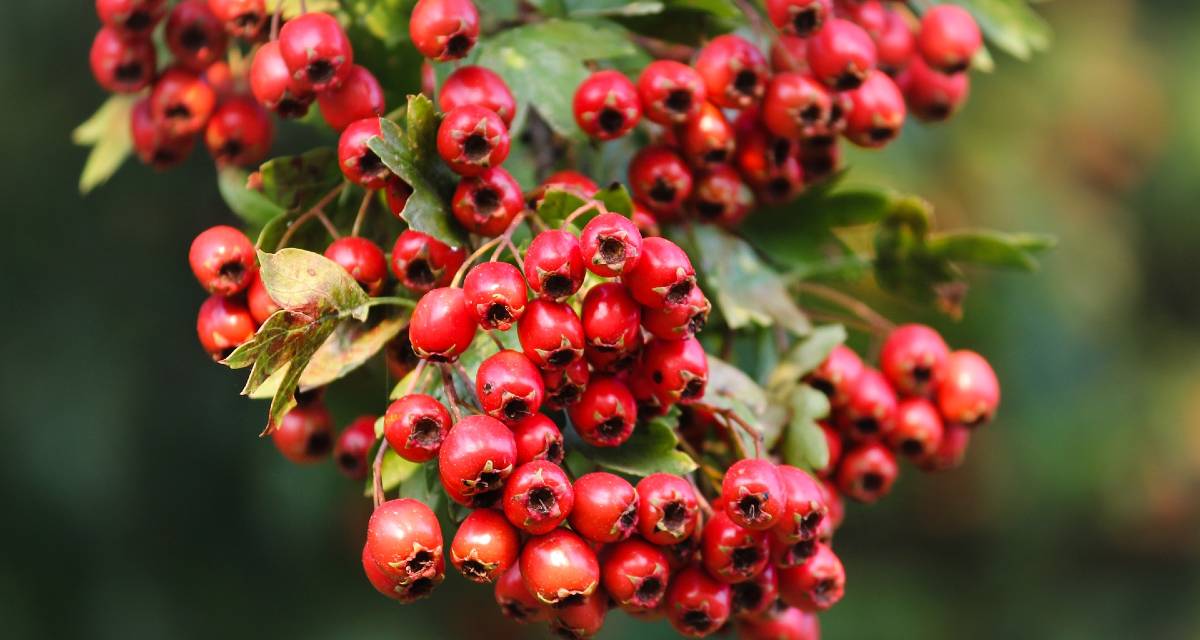 Benefícios do Crataegus - Para Que Serve e Como Usar! - MundoBoaForma